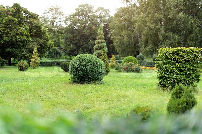 Park with shrubs and green lawns, landscape design. Topiary, green decor in the park, stock photo