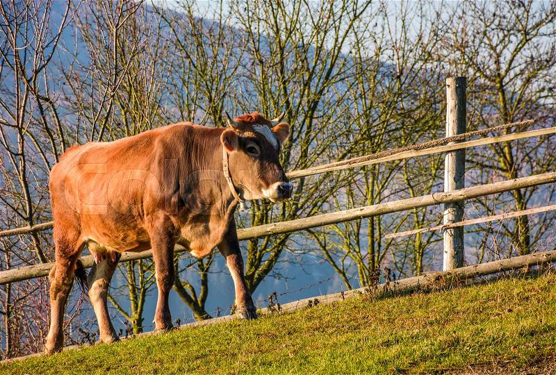 Rufous cow near the fence on hillside. lovely rural scenery, stock photo