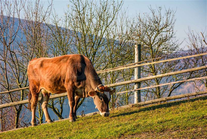 Rufous cow grazing near the fence on hillside. lovely rural scenery, stock photo
