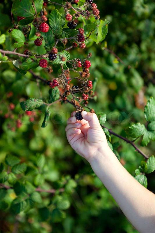 Small hand picking ripe delicious blackberries , stock photo
