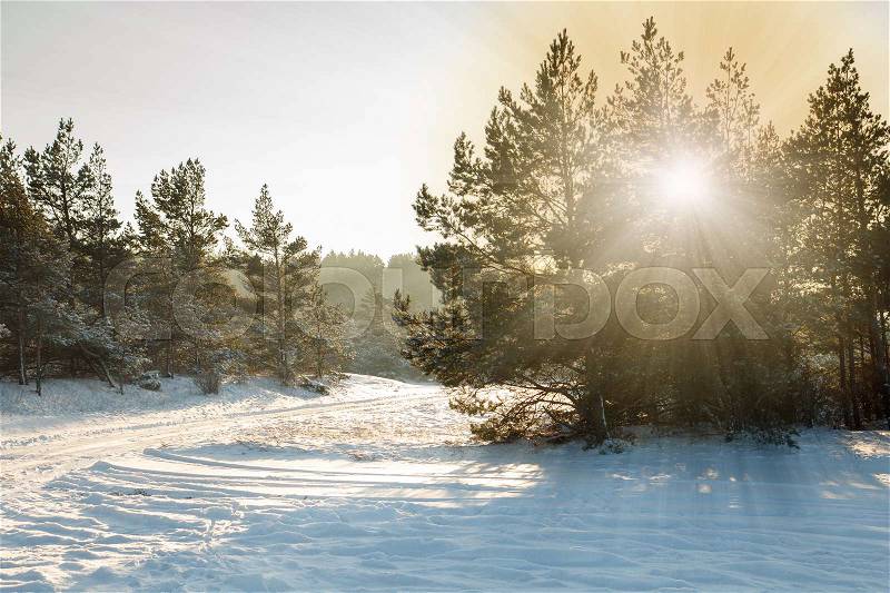A beautiful snowy forest scene with a snowy road, stock photo