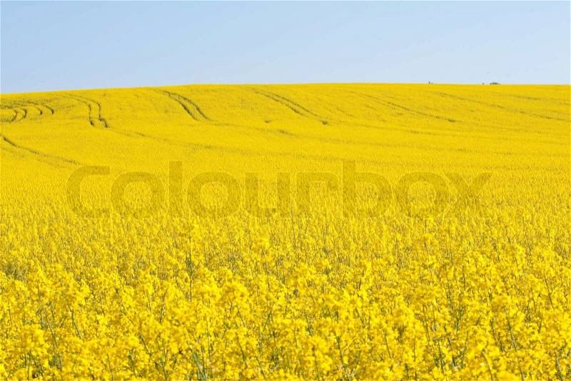 Rape field in the springtime, stock photo