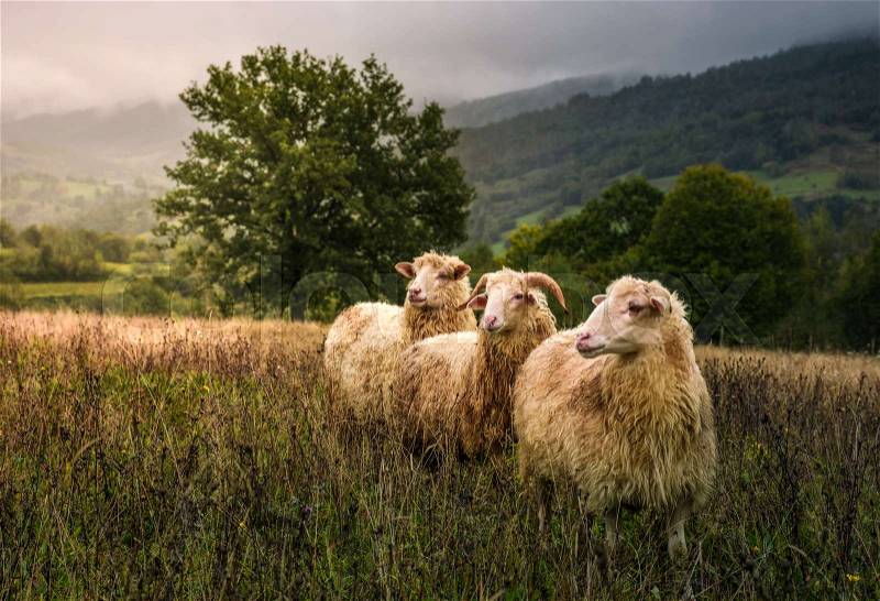Sheep grazing in a fog near old oak. beautiful scenery on rainy autumn day in mountainous rural area. three curious wet animals stand in a weathered grass looking somewhere in a distance, stock photo