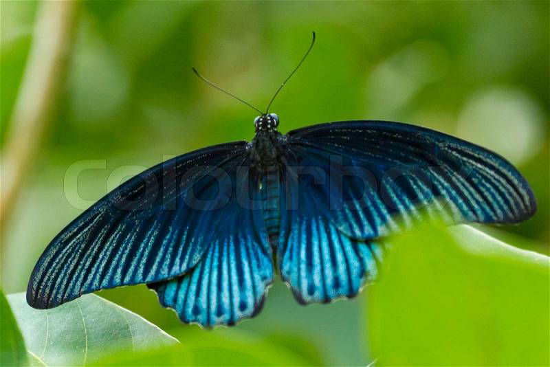 Close up of blue tropical butterfly, Bali, Indonesia, stock photo