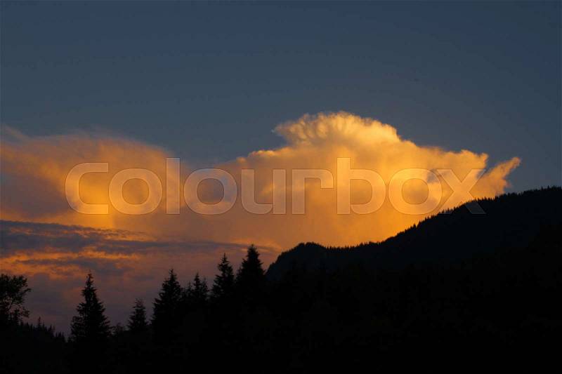 Spruce forest in the Ukrainian Carpathians. Sustainable clear ecosystem. Valley landscape, stock photo