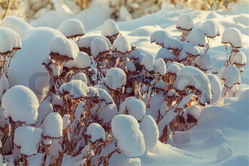 Close-up shot of the frozen grass in the winter morning in mountains, stock photo