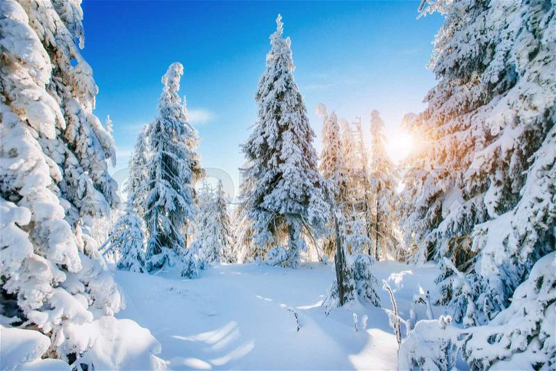 Fantastic winter landscape. Magic sunset in the mountains a frosty day. On the eve of the holiday. The dramatic scene. Carpathian, Ukraine, Europe. Happy New Year, stock photo