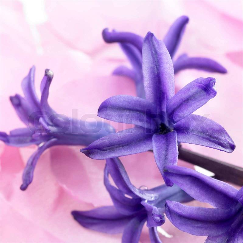 Some blue flowers in light colored blurry pink back, stock photo
