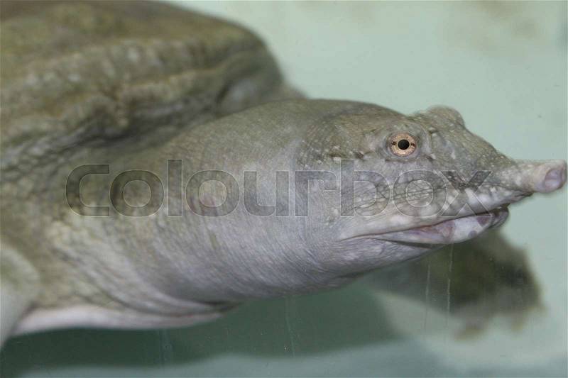 Cute and very beautiful freshwater tortoise Trionics Chinese, stock photo
