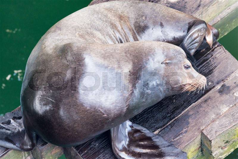 Sea Lion relaxed, stock photo