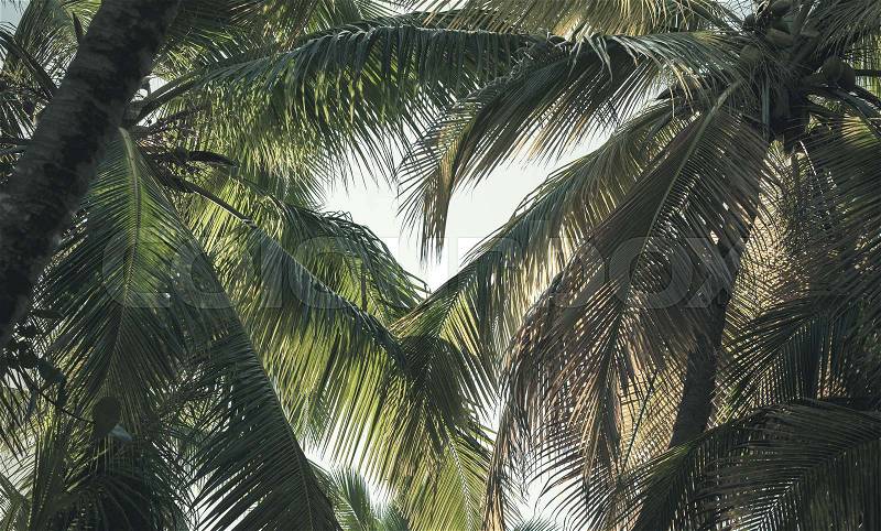 Dark coconut palm trees leaves, tropical background. Dominican Republic nature, stock photo