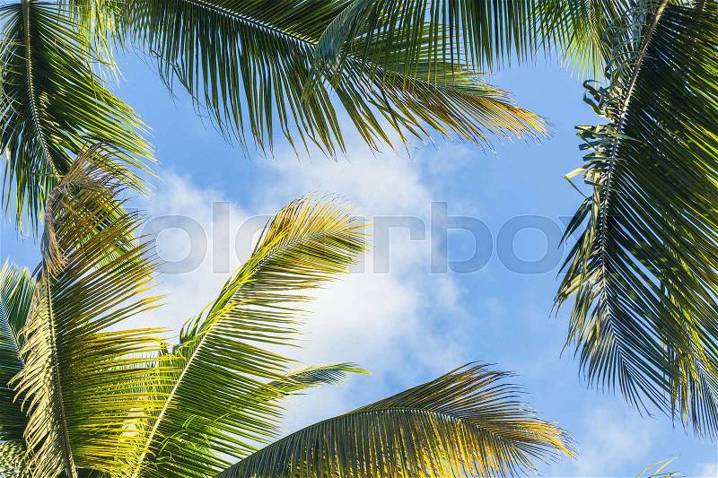 Coconut palm trees leaves over blue cloudy sky background, stock photo