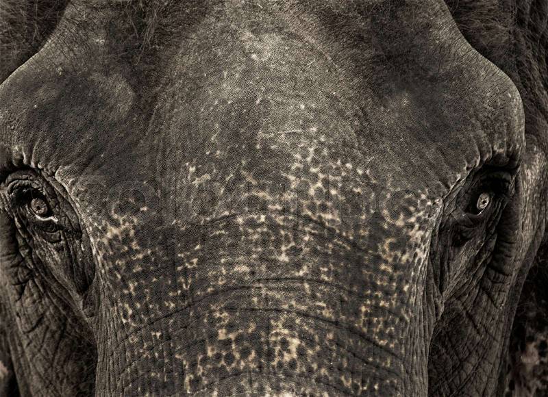 Closeup portrait elephant face, eye and skin details, stock photo