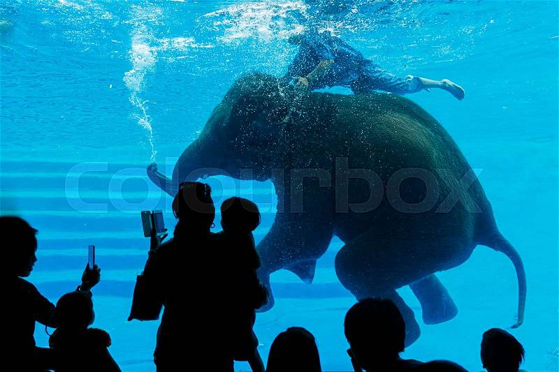 Silhouettes of people to see Asian elephant swimming underwater in Aquarium, stock photo