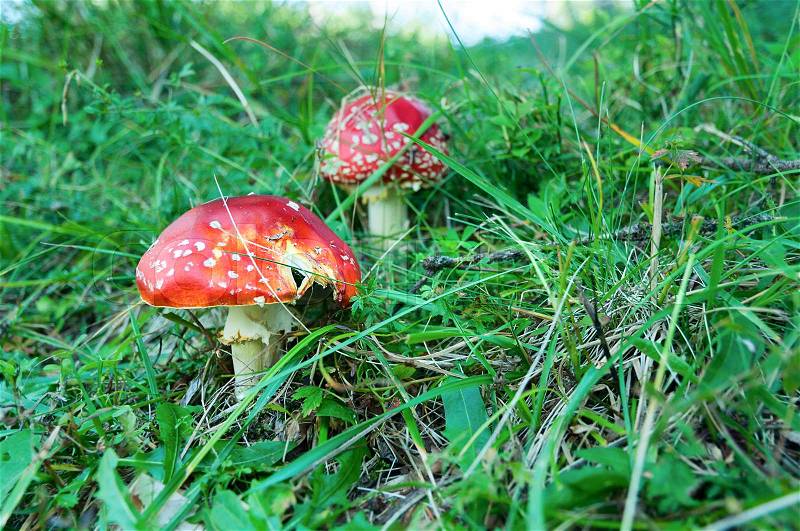 Amanita poisonous mushrooms in nature. Red mushrooms in green grass, stock photo