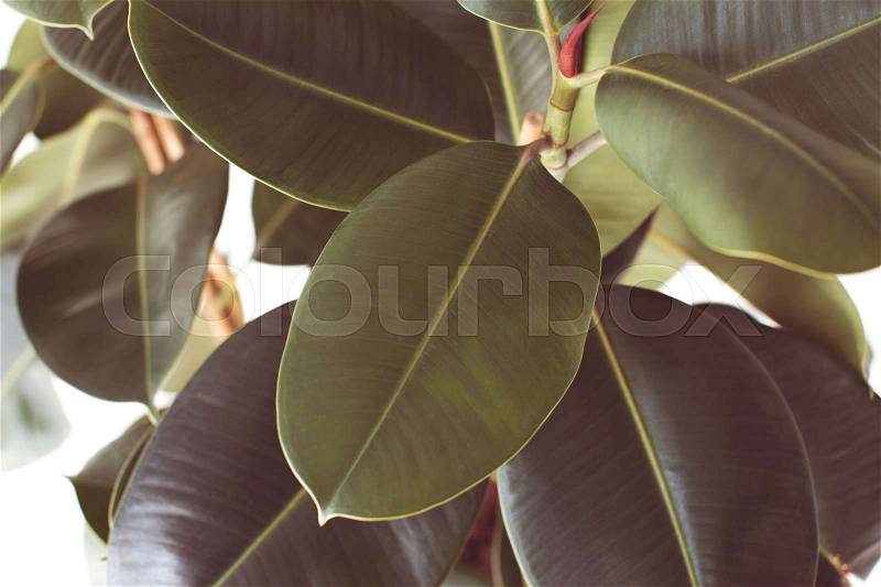 Close up filtered view of ficus plant texture, isolated on white , stock photo