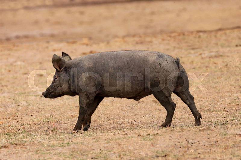 Iberian pig grazing among the oaks in the field of Extremadura, stock photo