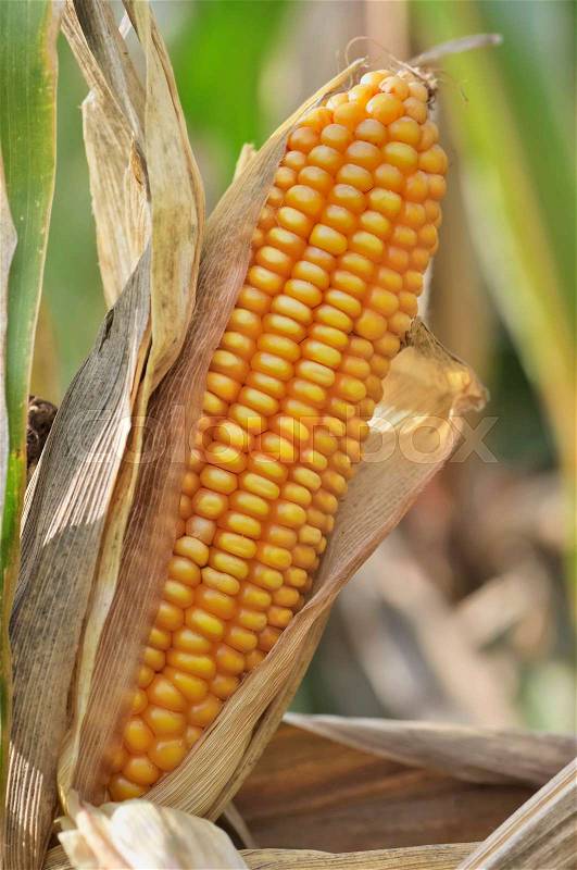 Closeup on ear of corn in a field, stock photo
