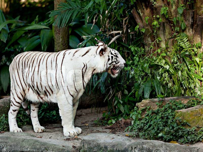 White tiger in jungles, stock photo