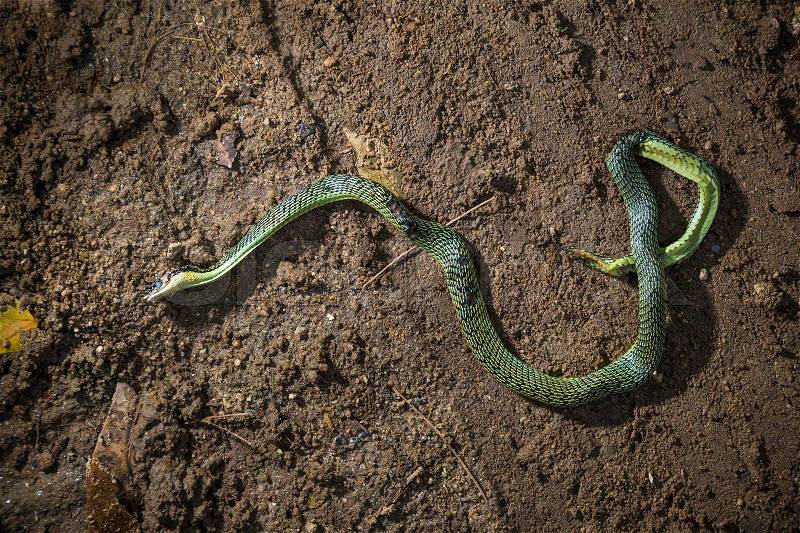 Road kill, a dead green snake was run over by a car on a dirt road, stock photo