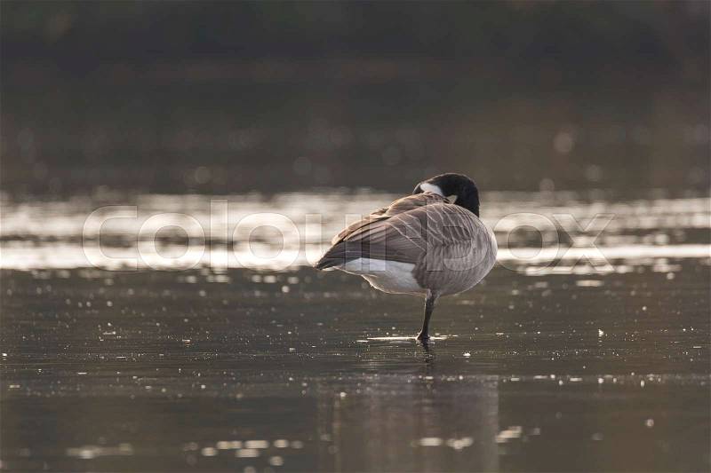 Canada Goose Standing on One Leg in water pluming its feathers, stock photo