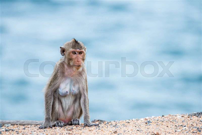 Mother monkey sitting on the sand with sea background, stock photo