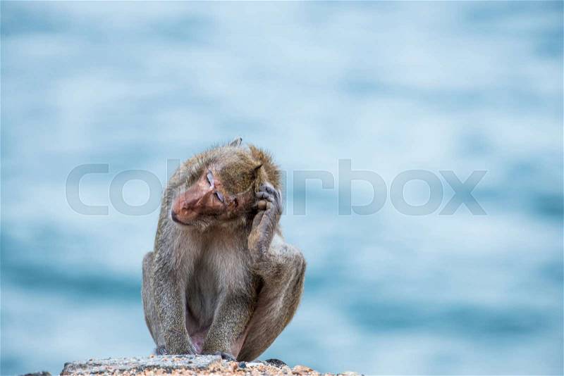 Monkey scratching head, sitting on the sand with sea background, stock photo