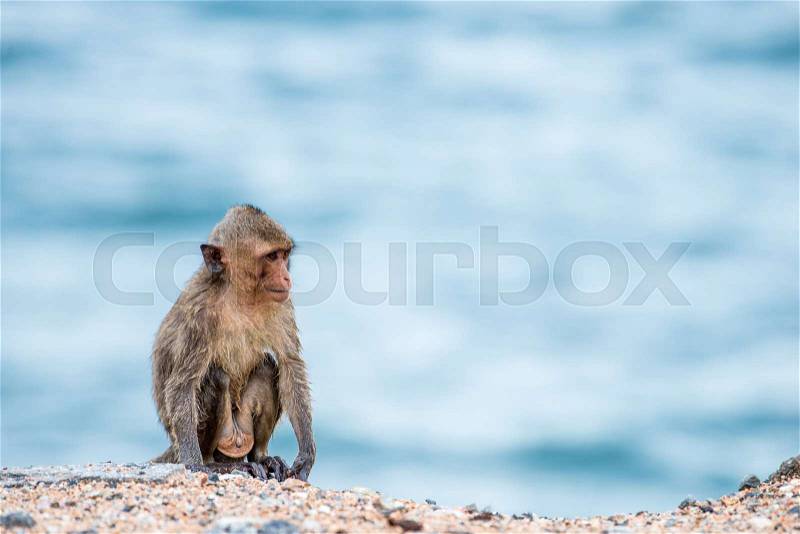 Monkey sitting on the sand with sea background, stock photo