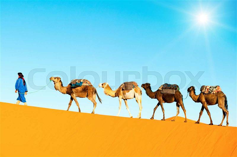 Camel caravan on the Sahara desert, stock photo