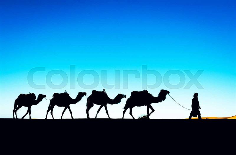 Camel caravan going through the sand dunes in the Sahara Desert, Morocco, stock photo