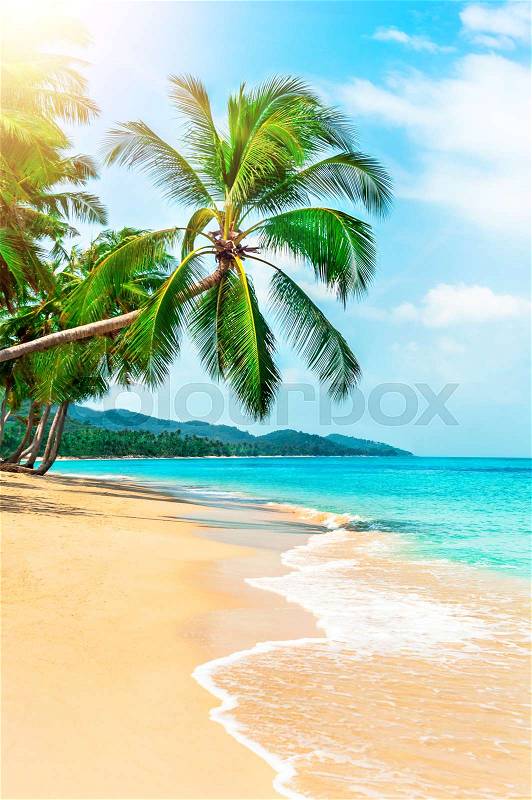 View of nice tropical beach with palms around. Holiday and Vacation concept, stock photo