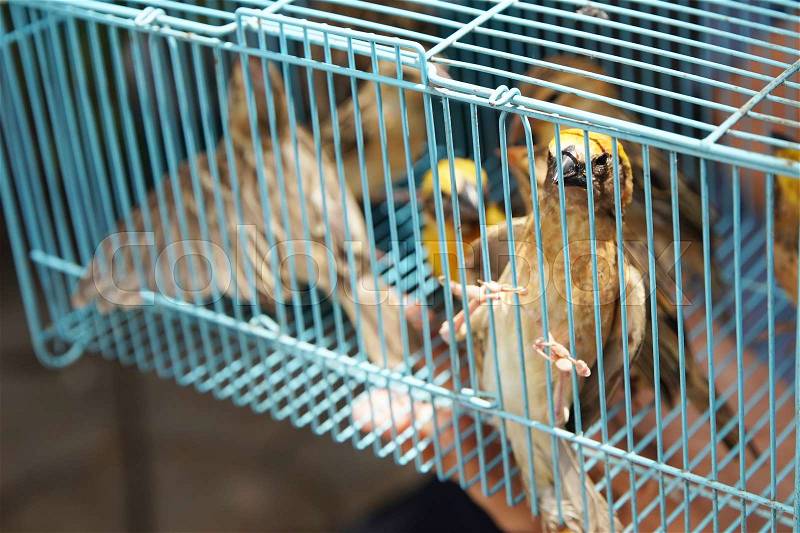 Bird in a cage ready for people to buy and release them for merit in bangkok thailand , stock photo