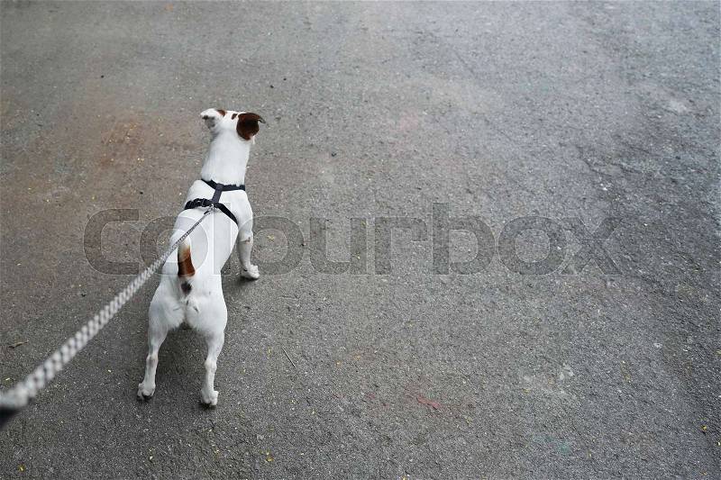 Jack russell dog with owner hold a dog leash ready for a walk, stock photo