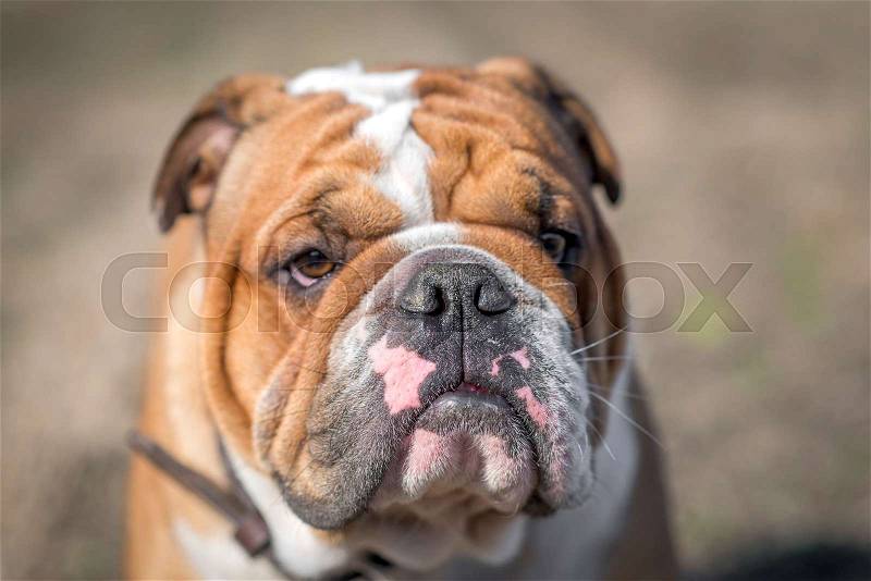 Cute English bulldog portrait,selective focus , stock photo