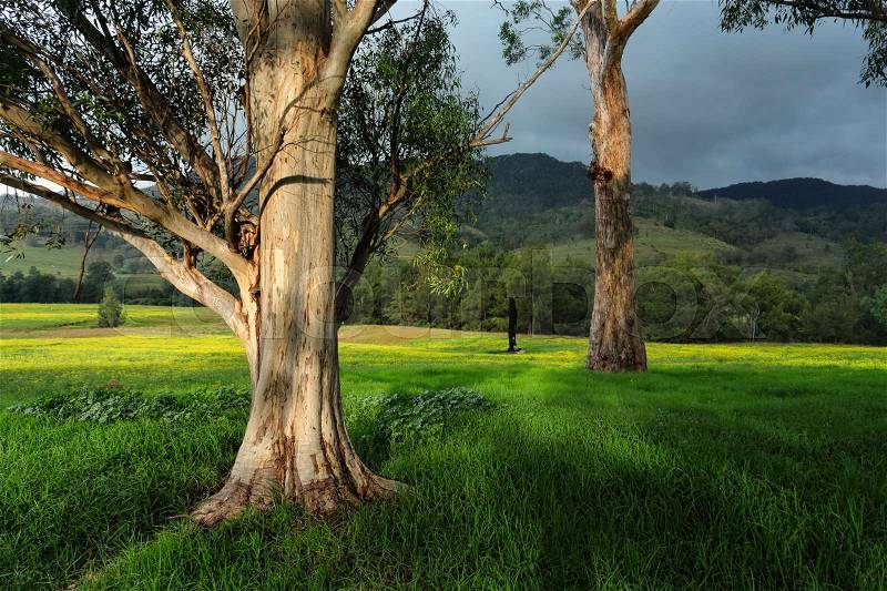 Beautiful gum trees get a touch of afternoon sunlight as a storm builds, stock photo