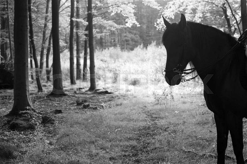 Girl riding a horse in a forest in Denmark. Black and White, stock photo