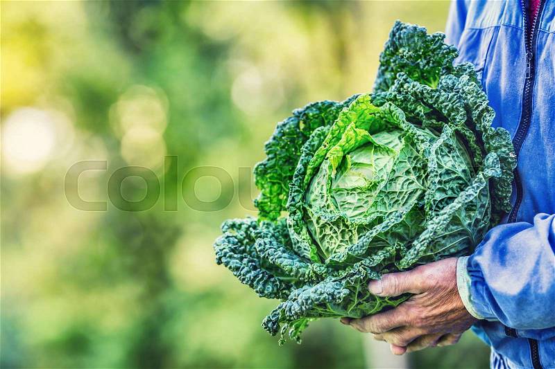 Senior farmer holding in hands fresh kale cabbage, stock photo