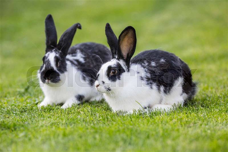 Rabbit. Cute rabbit bunny on the lawn in the garden, stock photo