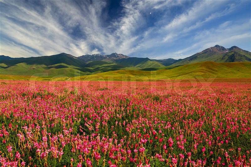 Field with flowers in mountain valley. Natural summer landscape during sunset, stock photo