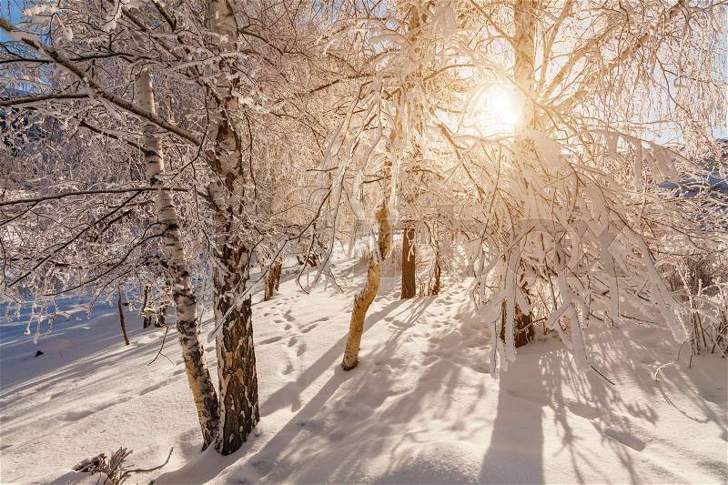 Winter forest in the frost in the mountains at sunset, stock photo