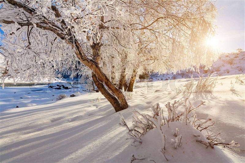 Winter forest in the frost in the mountains at sunset, stock photo