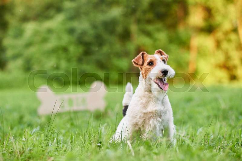 Portrait of a happy fox terrier sitting in the grass at the park wooden bone sign on the background copyspace dogs pets animals lifestyle enjoyment. , stock photo