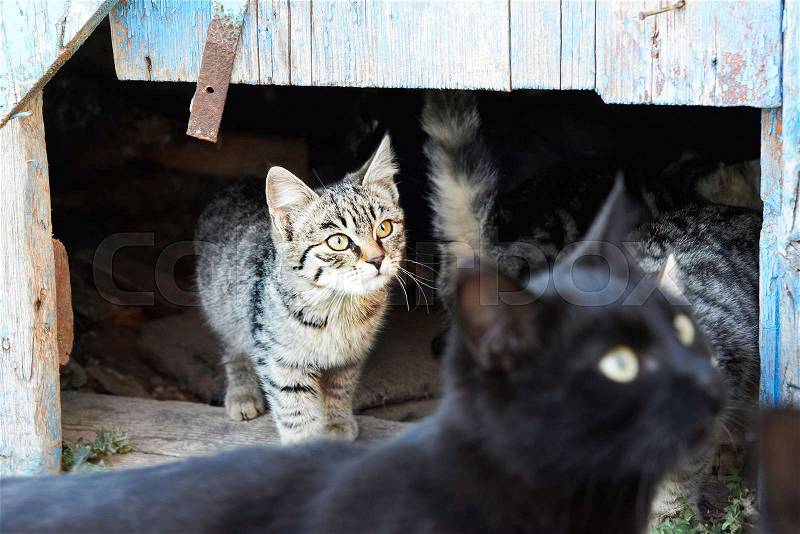 Group of wild black, gray stripped cats, stock photo