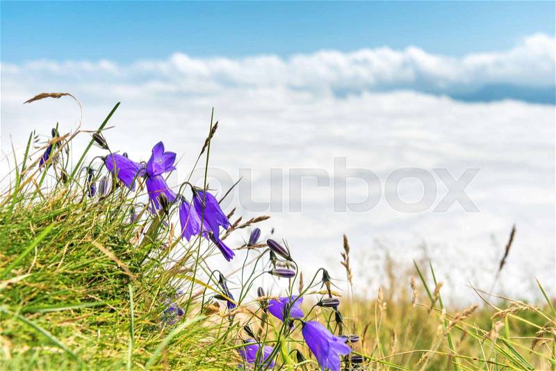 Blue flowers bluebells with green grass above white clouds, stock photo
