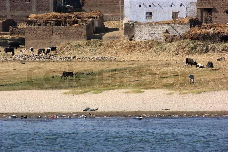 Rural waterside scenery at River Nile in Egypt Africa including some low-grade houses and farm animals, stock photo