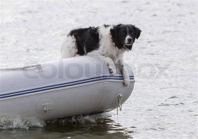 Dog on the bow of a small boat - Selective focus, stock photo