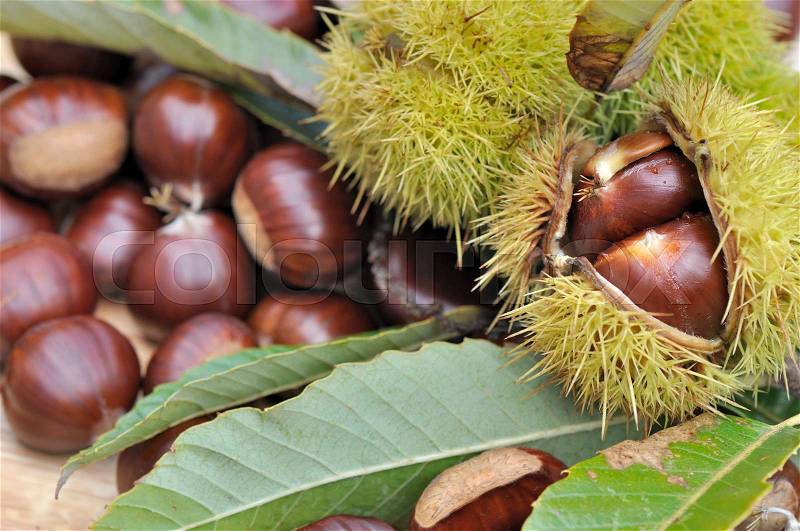 Close on sweet chestnuts on open shell , stock photo