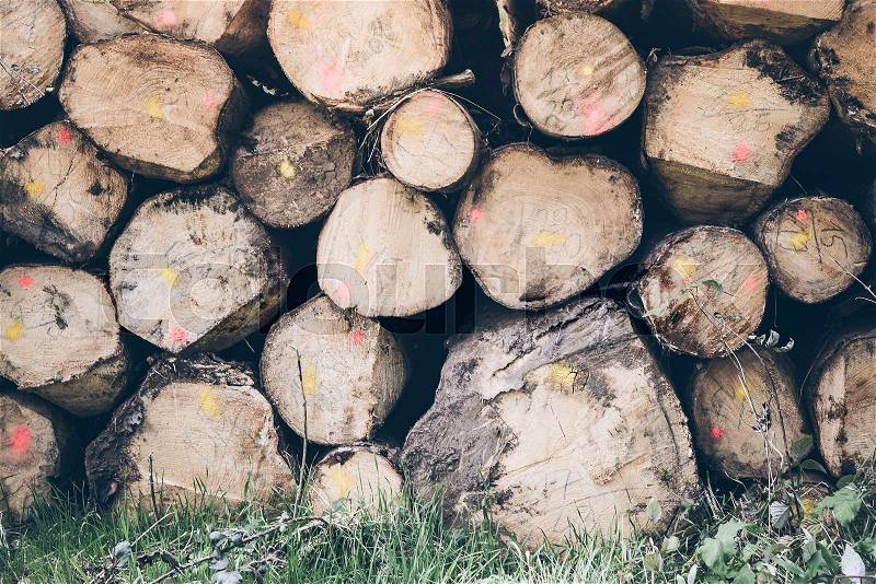 Close-up of log pile on forest floor, stock photo