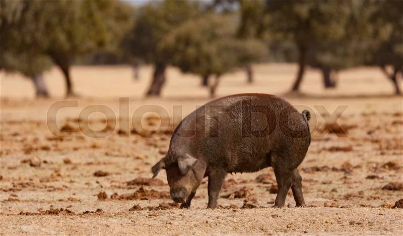 Iberian pig grazing among the oaks in the field of Spain, stock photo