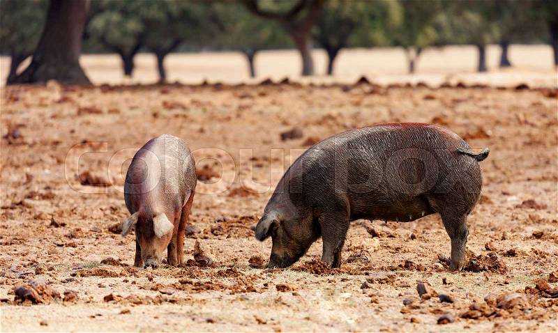 Iberian pigs grazing among the oaks in the field of Spain, stock photo